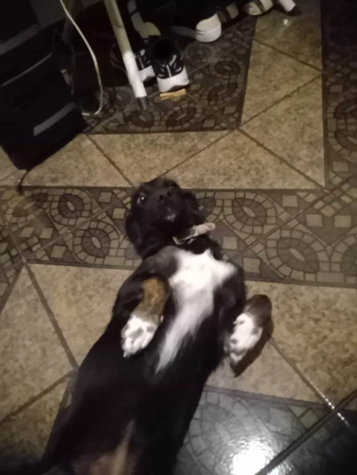 Cachorro ra a Labrador idade 7 a 11 meses nome Brisa