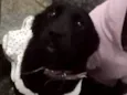Brisa