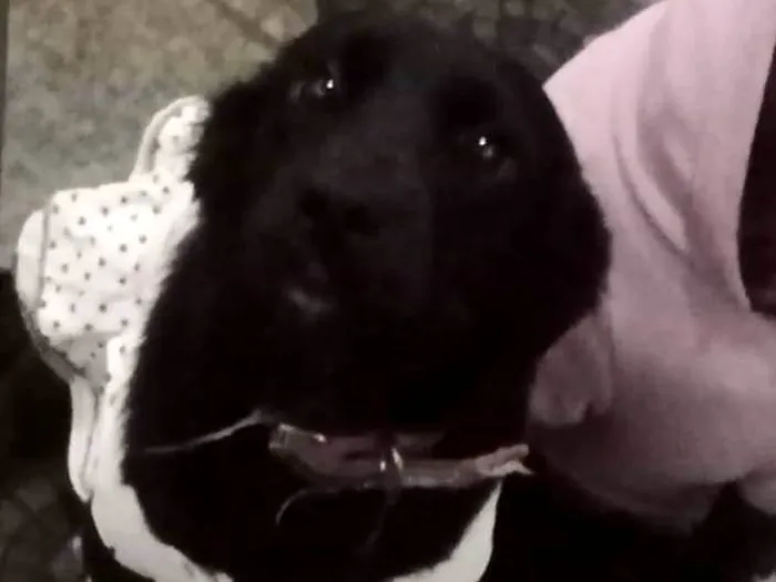 Cachorro ra a Labrador idade 7 a 11 meses nome Brisa