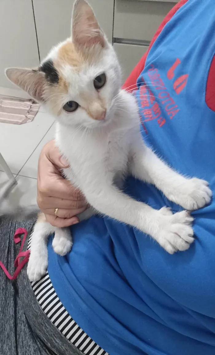 Gato ra a SRD-ViraLata idade 2 a 6 meses nome Marie