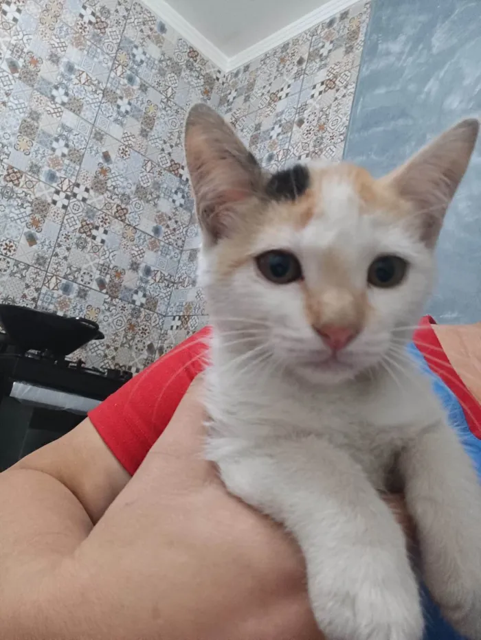 Gato ra a SRD-ViraLata idade 2 a 6 meses nome Marie
