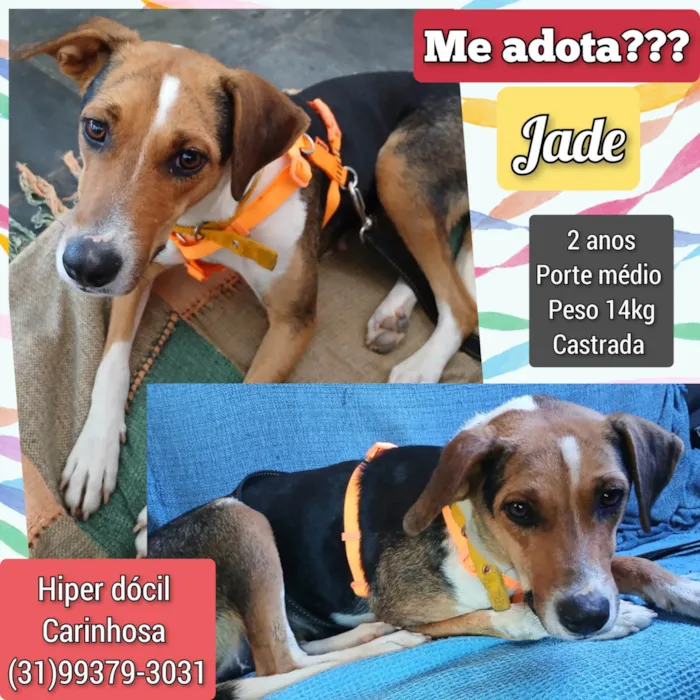 Cachorro ra a SRD-ViraLata idade 2 anos nome Jade