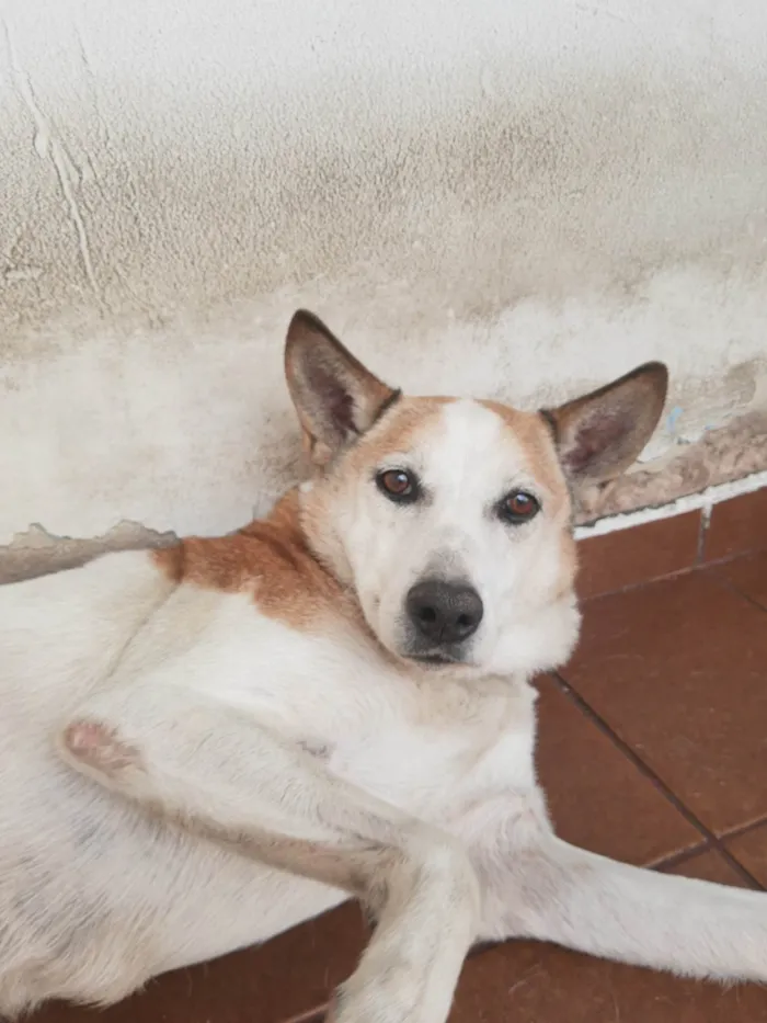 Cachorro ra a SRD-ViraLata idade 6 ou mais anos nome Bello