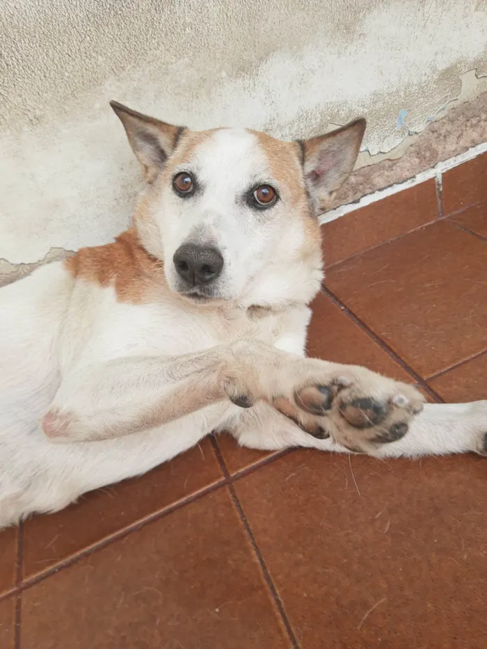 Cachorro ra a SRD-ViraLata idade 6 ou mais anos nome Bello