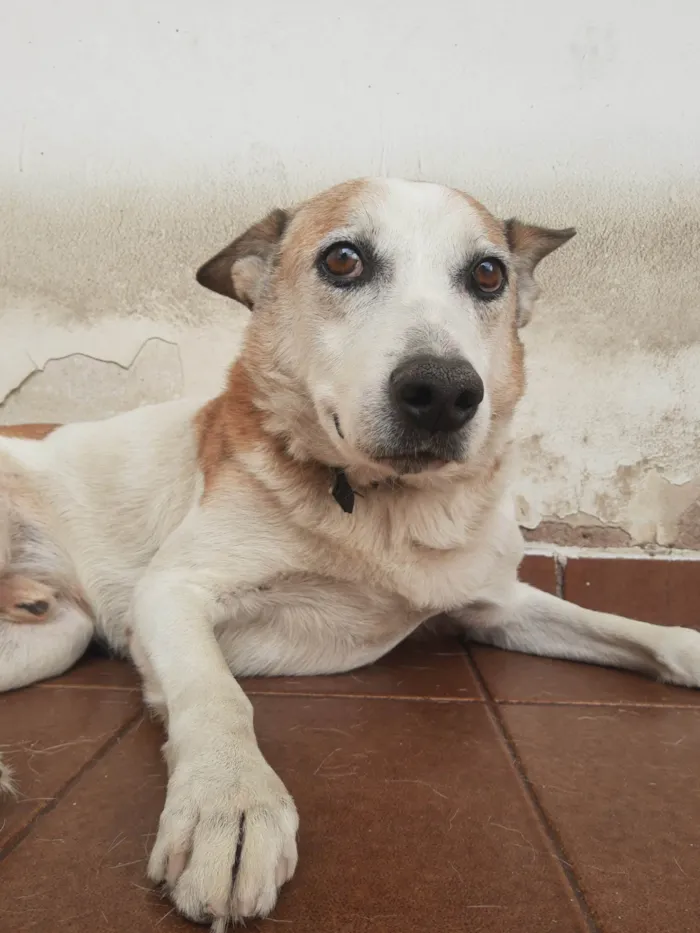 Cachorro ra a SRD-ViraLata idade 6 ou mais anos nome Bello
