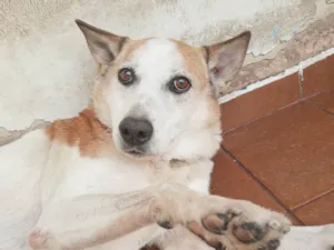 Cachorro raça SRD-ViraLata idade 6 ou mais anos nome Bello
