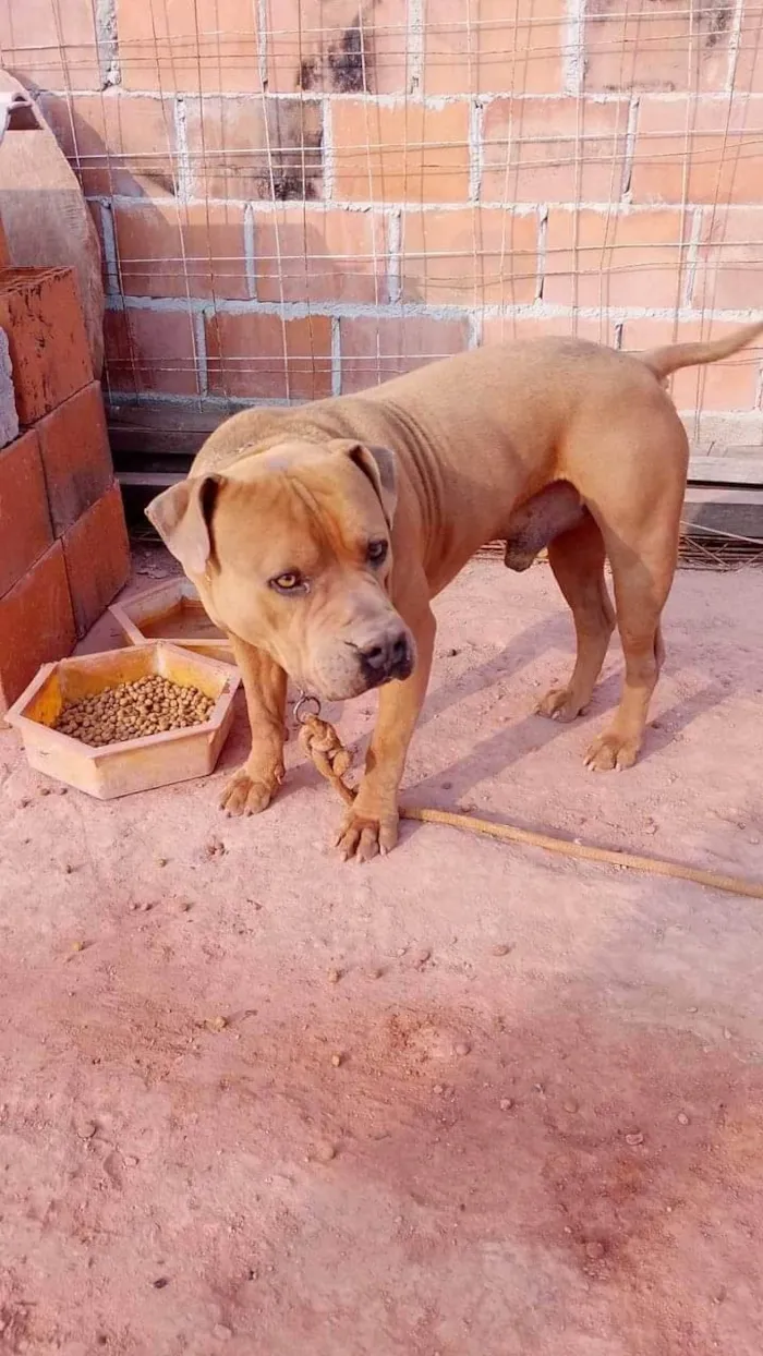 Cachorro ra a Pit-Bull idade 2 anos nome Ralf