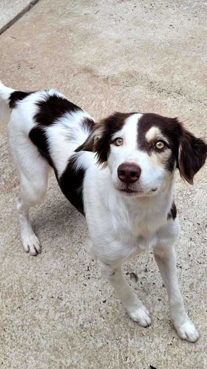 Cachorro ra a SRD idade 2 anos nome Charlotte 