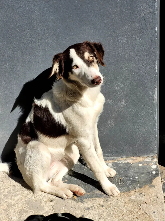 Cachorro ra a SRD idade 2 anos nome Charlotte 