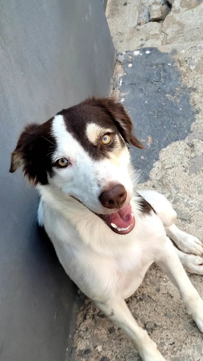 Cachorro ra a SRD idade 2 anos nome Charlotte 