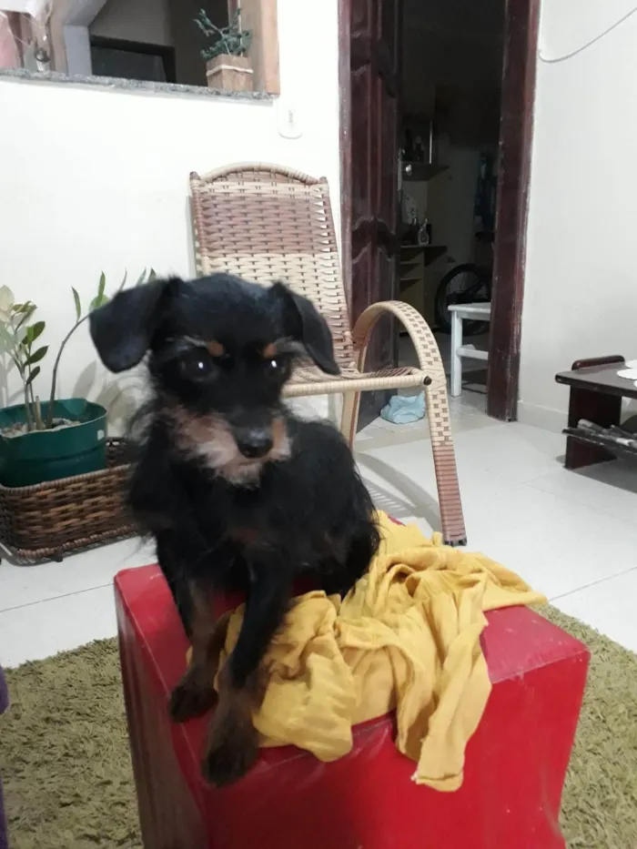 Cachorro ra a Yorkshire idade 7 a 11 meses nome Cláudio