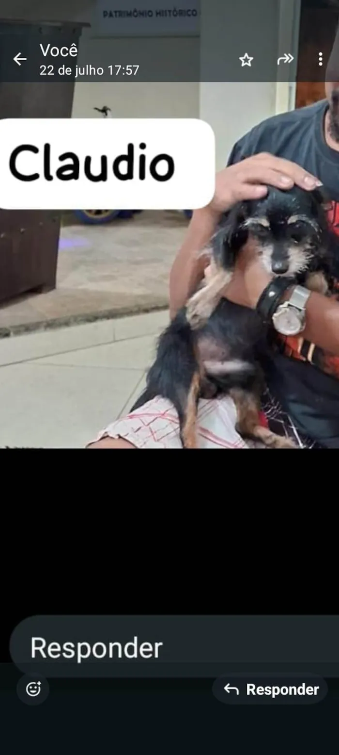 Cachorro ra a Yorkshire idade 7 a 11 meses nome Cláudio