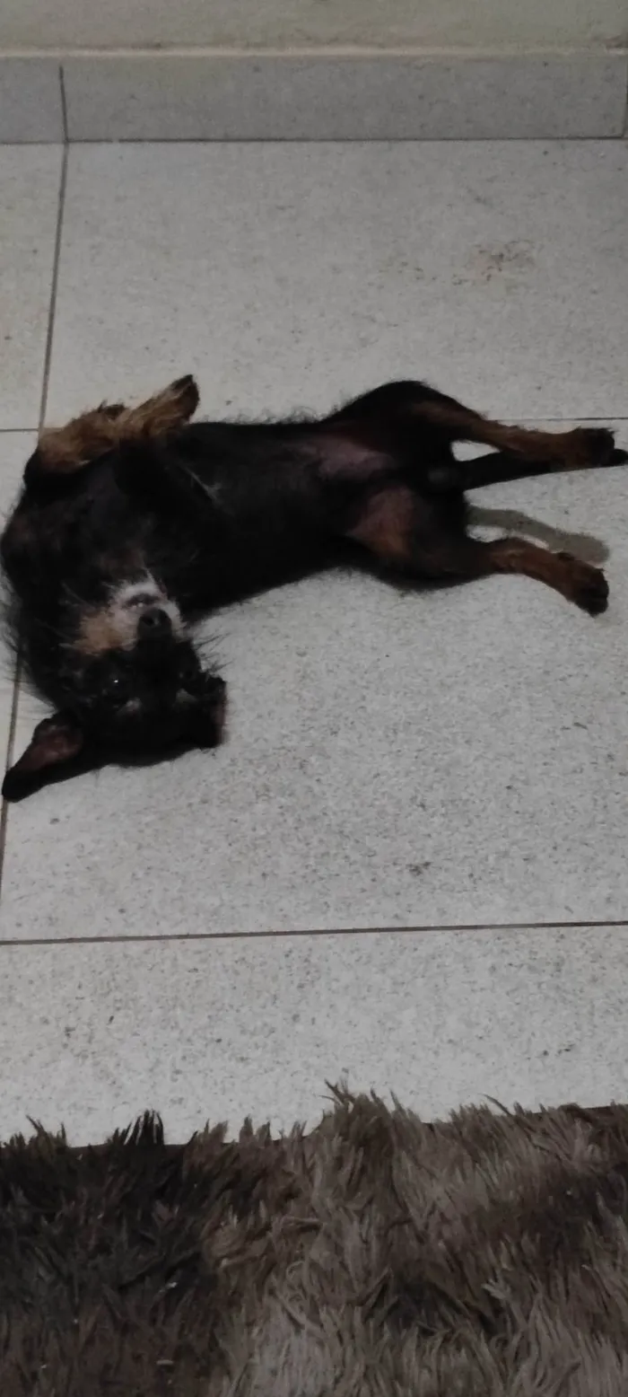 Cachorro ra a Yorkshire idade 7 a 11 meses nome Cláudio