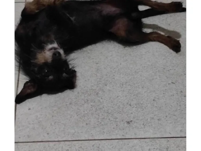Cachorro ra a Yorkshire idade 7 a 11 meses nome Cláudio
