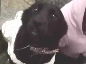 Cachorro raça Labrador idade 7 a 11 meses nome Brisa