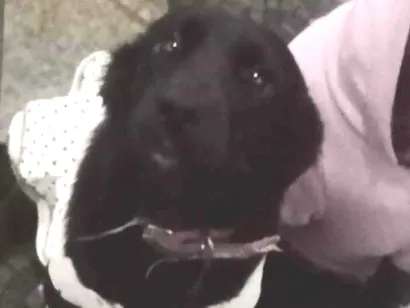 Cachorro raça Labrador idade 7 a 11 meses nome Brisa