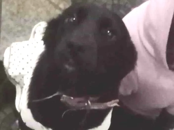 Cachorro ra a Labrador idade 7 a 11 meses nome Brisa