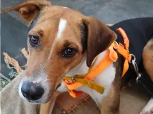 Cachorro raça SRD-ViraLata idade 2 anos nome Jade