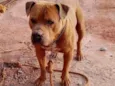 Ralf