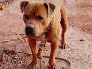 Cachorro raça Pit-Bull idade 2 anos nome Ralf