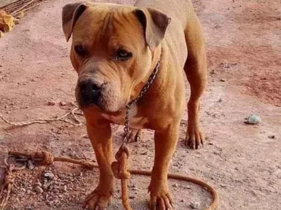 Cachorro raça Pit-Bull idade 2 anos nome Ralf