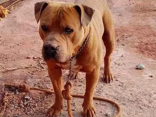 Cachorro ra a Pit-Bull idade 2 anos nome Ralf
