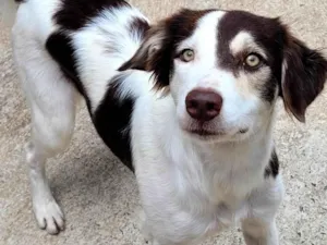 Cachorro raça SRD idade 2 anos nome Charlotte 
