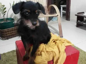 Cachorro raça Yorkshire idade 7 a 11 meses nome Cláudio