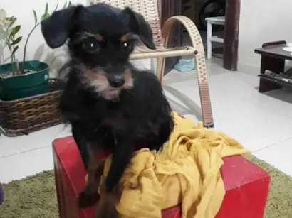 Cachorro raça Yorkshire idade 7 a 11 meses nome Cláudio