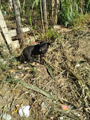 Cachorro raça SRD-ViraLata idade 2 a 6 meses nome Neném 
