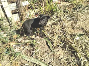 Cachorro raça SRD-ViraLata idade 2 a 6 meses nome Neném 