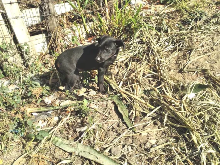 Cachorro ra a SRD-ViraLata idade 2 a 6 meses nome Neném 
