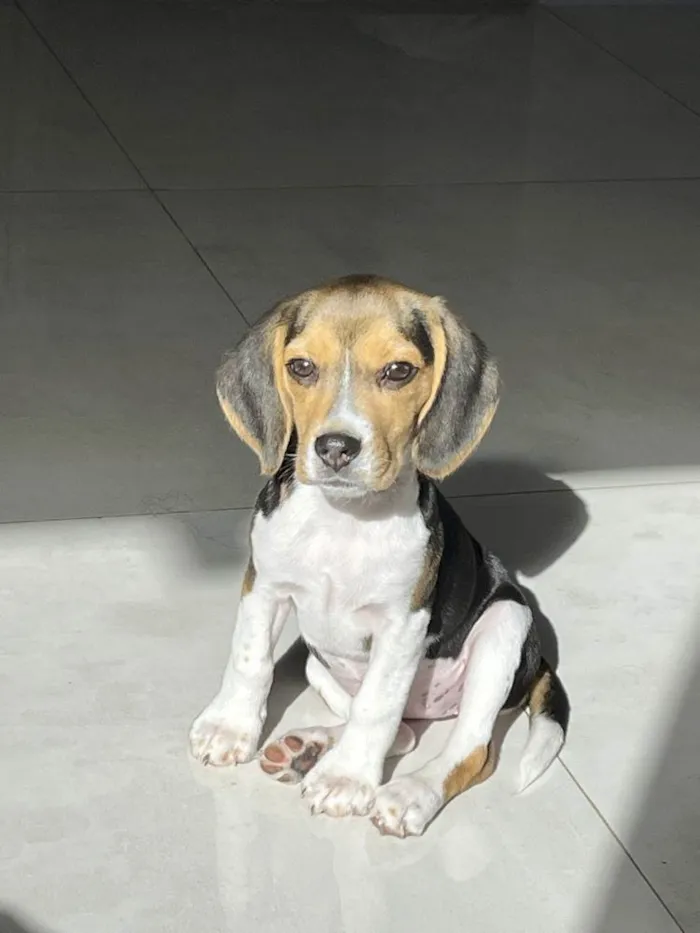 Cachorro ra a Beagle idade 2 a 6 meses nome Mel