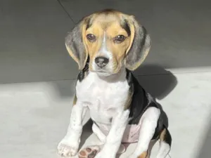 Cachorro raça Beagle idade 2 a 6 meses nome Mel
