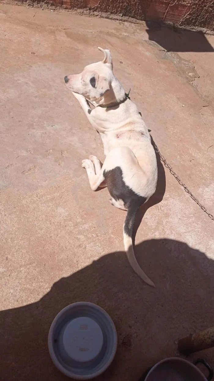 Cachorro ra a Pit-Bull idade 7 a 11 meses nome Luna