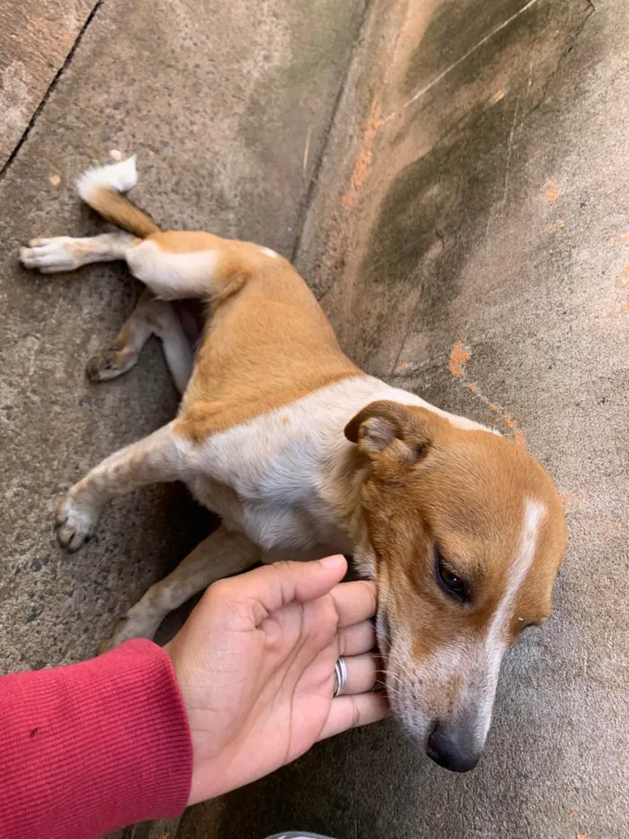 Cachorro ra a SRD-ViraLata idade 2 a 6 meses nome Sem nome