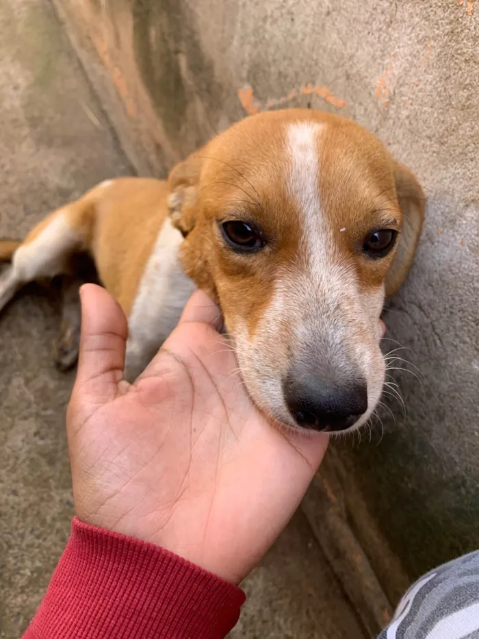 Cachorro ra a SRD-ViraLata idade 2 a 6 meses nome Sem nome
