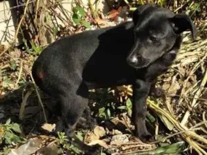 Cachorro raça SRD-ViraLata idade 2 a 6 meses nome Neném 