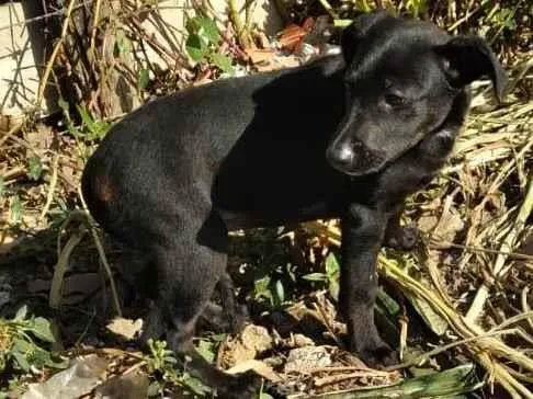 Cachorro ra a SRD-ViraLata idade 2 a 6 meses nome Neném 