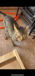 Tom