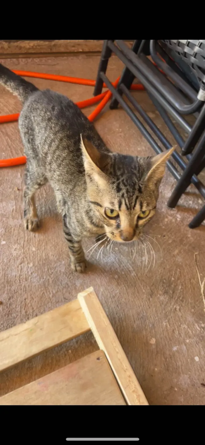 Gato ra a SRD-ViraLata idade 2 a 6 meses nome Tom