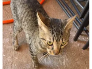 Gato raça SRD-ViraLata idade 2 a 6 meses nome Tom