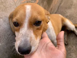 Cachorro raça SRD-ViraLata idade 2 a 6 meses nome Sem nome