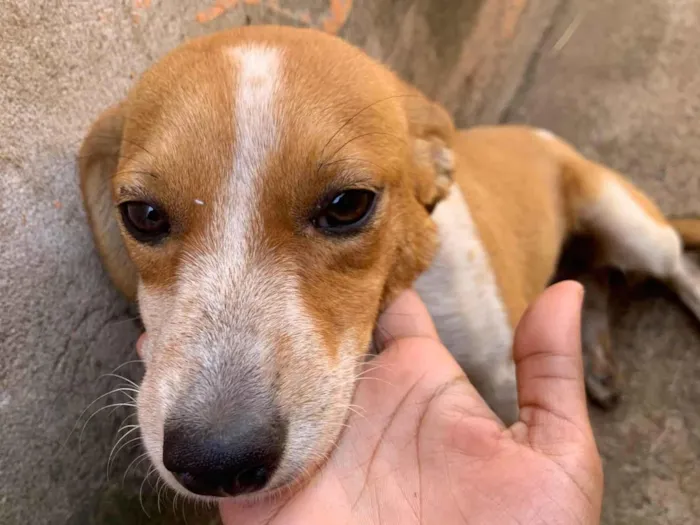 Cachorro ra a SRD-ViraLata idade 2 a 6 meses nome Sem nome