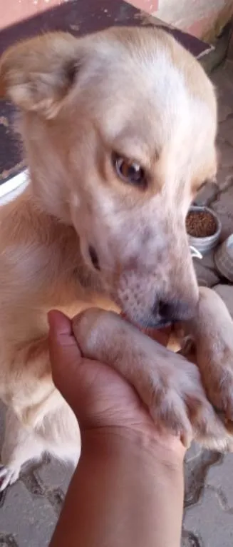 Cachorro ra a SRD-ViraLata idade 7 a 11 meses nome Belinha 