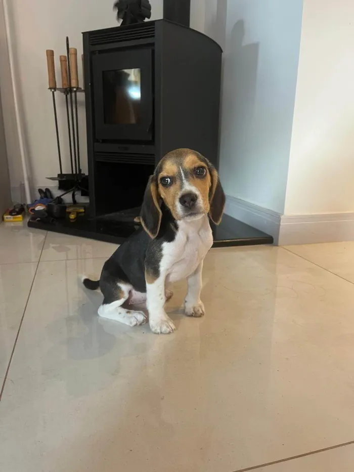Cachorro ra a Beagle idade 2 a 6 meses nome Mel