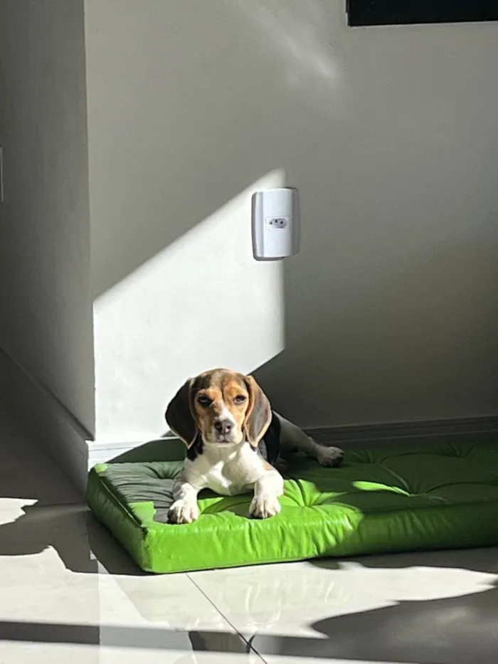 Cachorro ra a Beagle idade 2 a 6 meses nome Mel