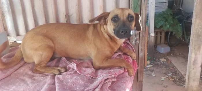 Cachorro ra a SRD-ViraLata idade 7 a 11 meses nome Pimpão 