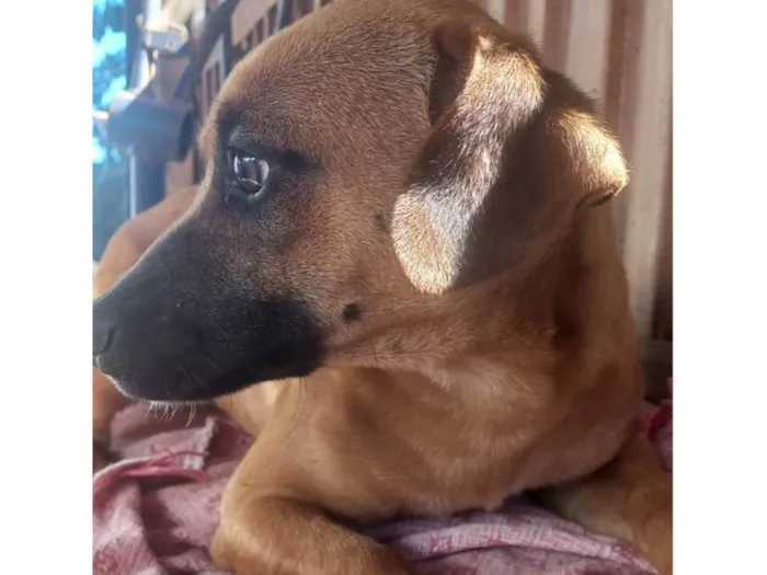 Cachorro ra a SRD-ViraLata idade 7 a 11 meses nome Pimpão 