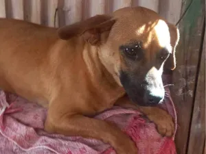 Cachorro raça SRD-ViraLata idade 7 a 11 meses nome Pimpão 